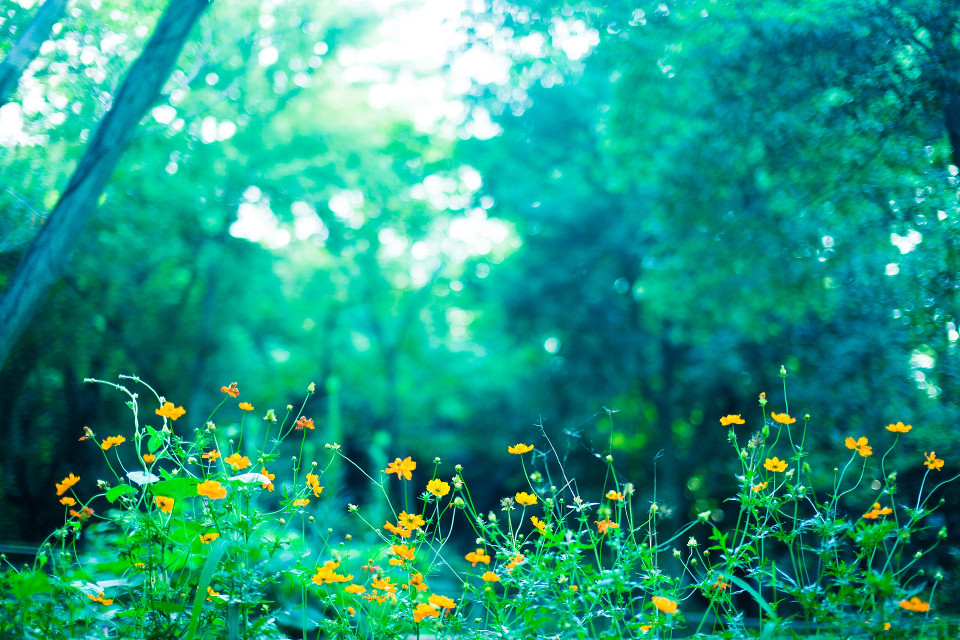 森林と黄色い花