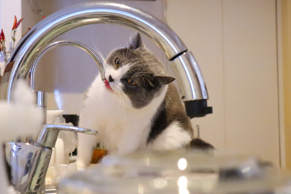 ペロペロと浄水器の水を飲む猫