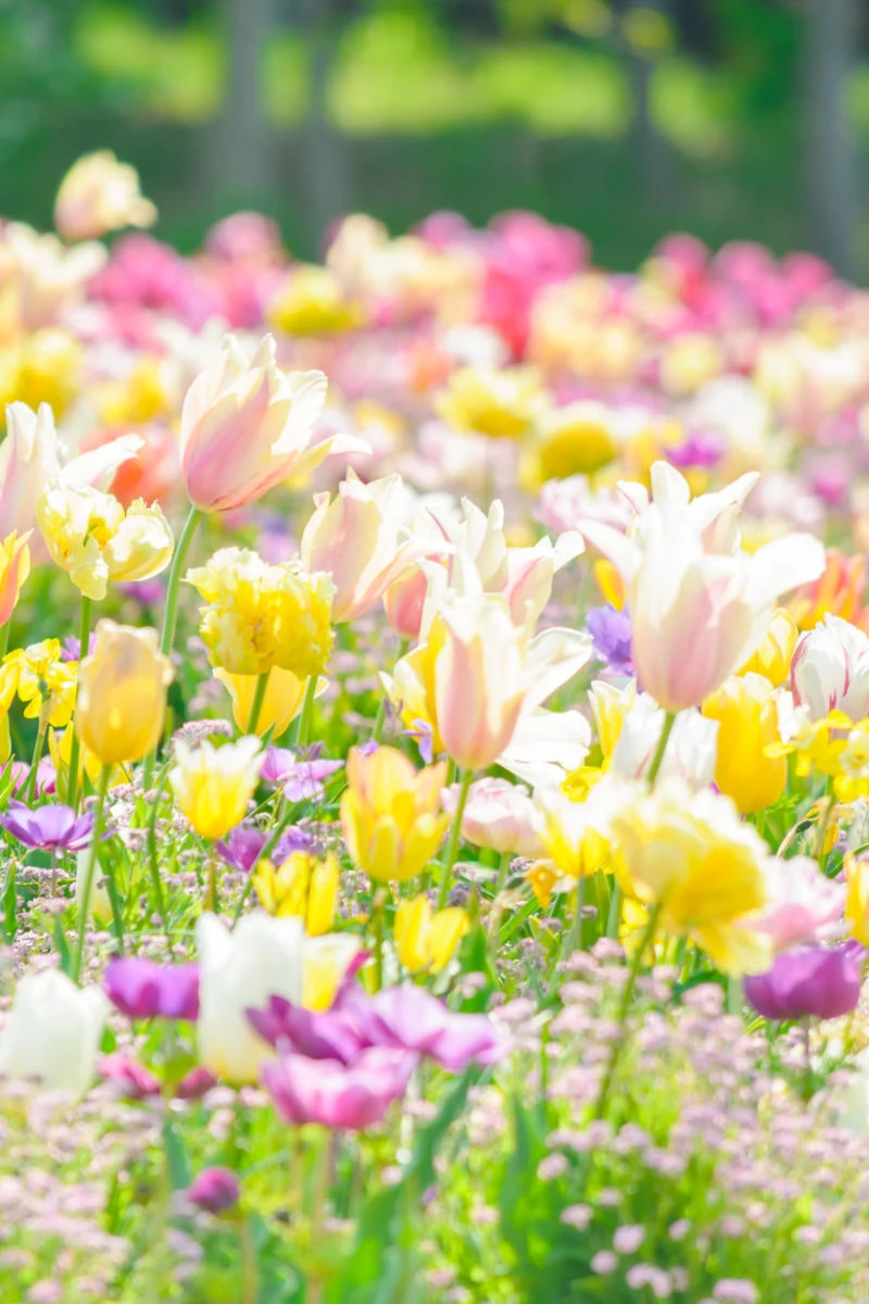 咲き誇るチューリップ